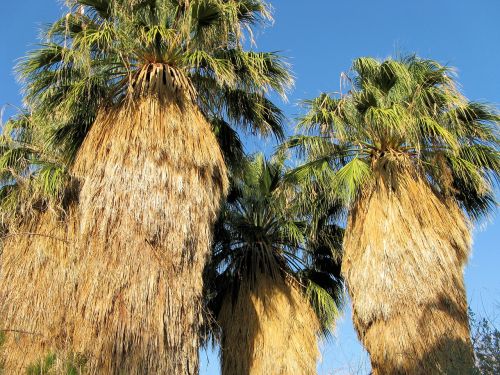 Palmės, Delnus, Atogrąžų