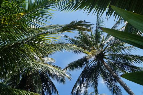 Palmės, Dangus, Vasara, Tropiniai Augalai, Gamta