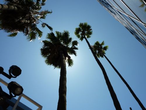 Palmės, Los Andželas, Holivudas, Usa