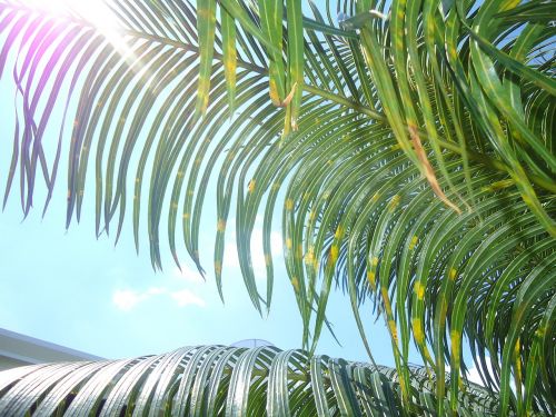 Palmės, Brazilija, Augalai, Skraidantis, Lapai, Sol, Gamta