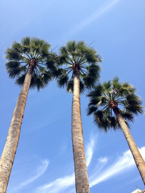 Palmės, Mėlynas Dangus, Medis, Debesys