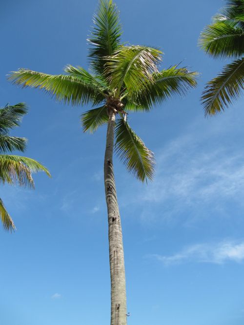 Palmės, Karibai, Šventė, Dominikos Respublika, Gamta, Kraštovaizdis
