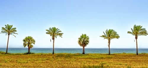 Palmės, Kraštovaizdis, Jūra, Horizontas, Vasara, Gamta, Sala, Kaimas, Peizažas, Mazotos, Kipras