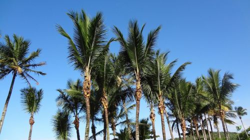 Palmės, Mėlynas Dangus, Papludimys, Palmė
