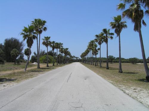 Palmės, Atogrąžų, Tiesiai Į Priekį, Kelias, Florida