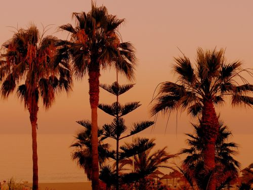 Palmės, Saulėlydis, Smėlio Paplūdimys Oranžinė, Gražus, Gamta