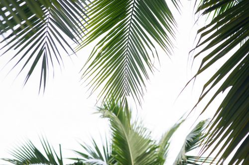 Palmės, Kokoso Medis, Palmių Lapelis, Atogrąžų Medžiai, Spygliuočiai, Gamta, Mediena, Lapai
