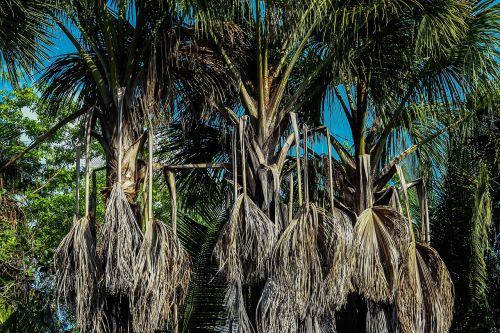 Palmės, Medžiai, Gamta