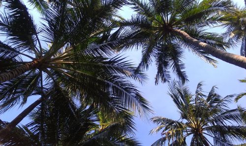 Palmės, Dangus, Gamta, Delnas, Kokoso, Atogrąžų, Medis, Papludimys, Egzotiškas