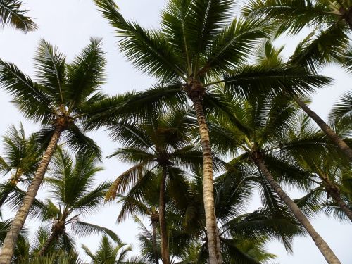 Palmės, Aukštas, Karštas, Dominikos Respublika, Egzotiškas
