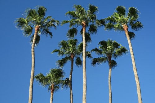 Palmės,  Mėlynas Dangus,  Palmių,  Atostogos,  Vasara,  Karibų Jūros,  Šešių,  Medis