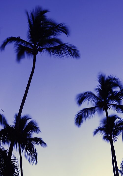 Palmės,  Vakaras