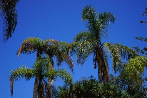 Palmės, Medis, Palmė, Augalas, Dangus