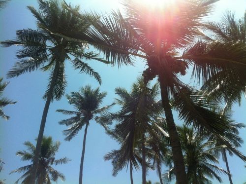 Palmės, Papludimys, Tailandas, Pietų Jūra