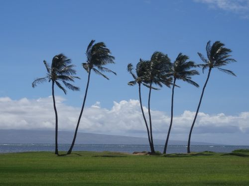 Palmės, Hawaii, Šventė, Vaiduoklis, Molokai, Gamta, Juros, Kelionė Po Pasaulį