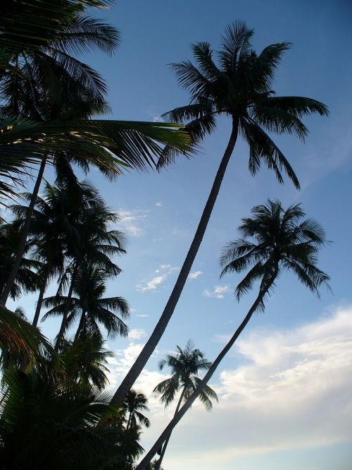 Palmės, Fonas, Tropikai, Atogrąžų, Egzotiškas, Gamta