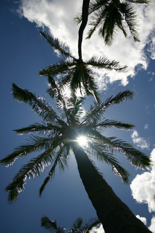 Palmės, Hawaii, Dangus, Mėlynas, Saulė, Vasara, Šventė, Usa