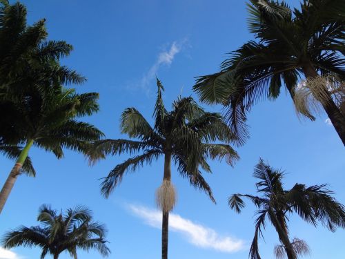 Palmės, Atogrąžų, Brazilija