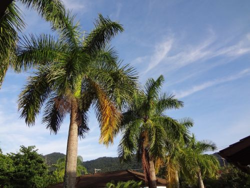 Palmės, Atogrąžų Augalas, Medžiai