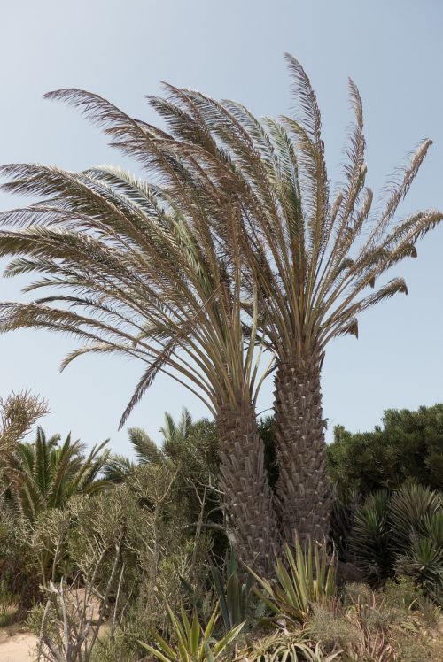Palmės, Fuerteventura, Gamta, Kraštovaizdis, Kanarų Salos