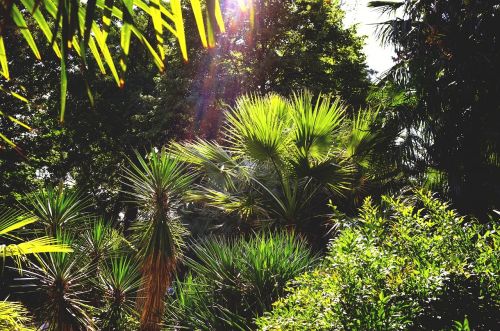 Palmės,  Botanikos Sodas,  Florencija,  Italija
