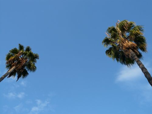 Palmės, Medis, Dangus, Mėlynas, Egzotiškas