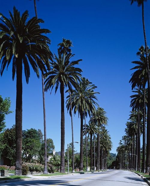 Palmės,  Gatvė,  Beverli Hilsas,  Bel Air,  Los Andželas,  Kalifornija,  Miestas,  Miestas,  Miesto,  Miesto Panorama,  Atogrąžų,  Kraštovaizdis,  Kelias,  Orientyras,  Usa