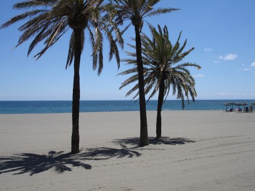 Palmės, Papludimys, Jūra