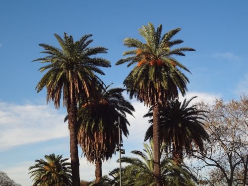 Palmės, Buenos Airės, Palermo