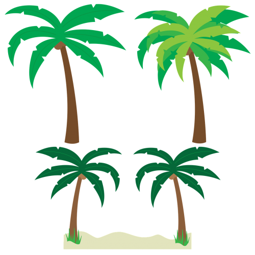 Palmės, Medžiai, Palmių Medžio Vektorius, Atogrąžų, Papludimys, Vasara, Florida, Kelionė, Vandenynas, Kokoso