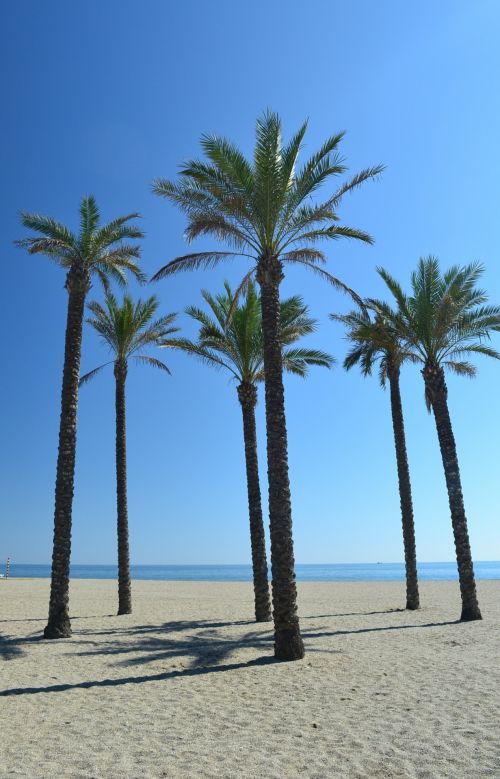 Palmių & Nbsp,  Medžiai,  Medžiai,  Papludimys,  Pajūryje,  Ispanų,  Palmės Ant Paplūdimio