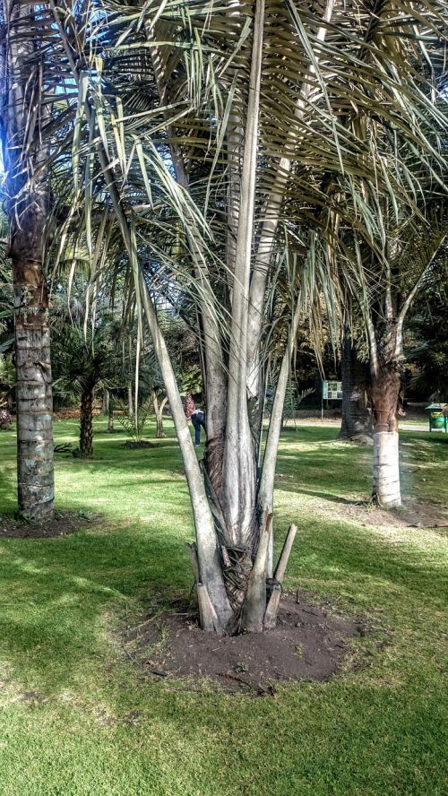 Palmių Vaškas, Medžiai, Botanikos Sodas