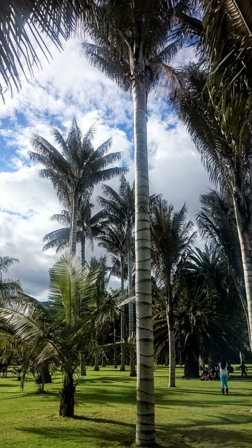 Palmių Vaškas, Medžiai, Botanikos Sodas