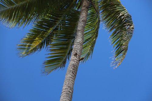 Palmių,  Medis,  Tropical,  Pobūdį,  Niekas,  Dangus,  Mėlynas Dangus,  Bagažinė,  Lapai,  Gyvosios Gamtos,  Atostogos,  Idilė,  Tuščiaviduris,  Dominikos Respublika