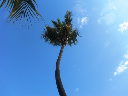 Palma, Karibai, Tropikai