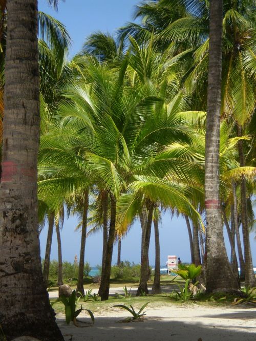 Palmės, Kraštovaizdis, Kolumbija, San Andrés, Salos