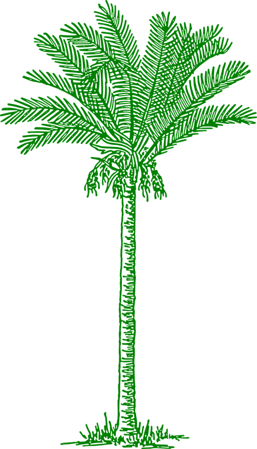 Palmė, Lapai, Papludimys, Atogrąžų, Žalias, Smėlis, Augalas, Kokoso Medis, Nemokama Vektorinė Grafika