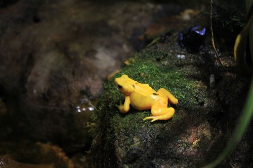 Panamanian Golen Frog, Varlė, Geltona, Nuodingas, Gyvūnai, Varliagyviai