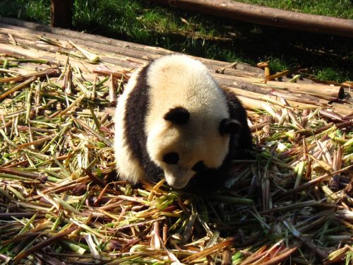 Panda, Sichuanas, Moe