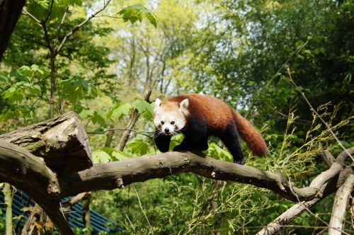Panda, Gamta, Žinduolis, Raudonoji Panda, Zoologijos Sodas, Mielas