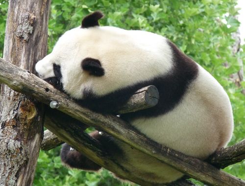 Panda, Kinija, Laukinis Gyvūnas, Turėti