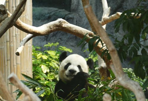 Panda, Turėti, Galvos Piešinys, Žinduolis, Juoda Ir Balta, Pandos Lydinys, Bambukas, Kinija, Mielas, Zoologijos Sodas, Asija, Kailis, Išvalyti, Macau