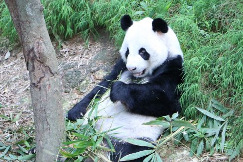Panda, Nykstantis, Turėti, Kinai, Bambukas