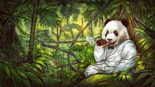 Panda, Džiunglės, Menas, Cigaras, Smokingas