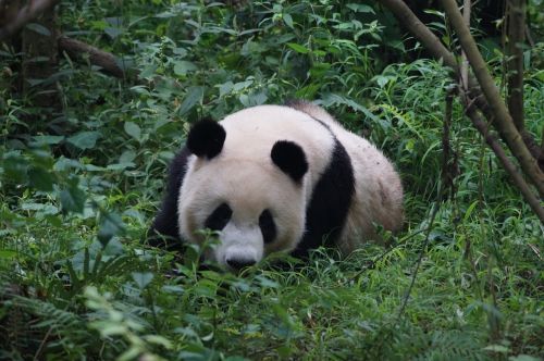 Panda, Gyvūnai, Kinija, Turėti, Bambukas, Gyvūnų Pasaulis