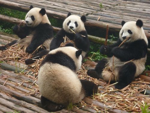 Panda, Milžiniška Panda, Turėti, Raudonoji Panda, Zoologijos Sodas, Gamta