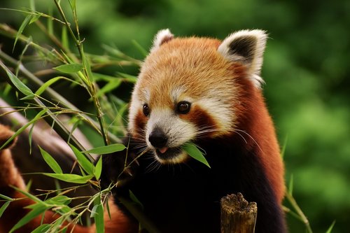 Panda,  Raudonoji Panda,  Padengia Katė,  Ailurus Fulgens,  Predator,  Žinduolis,  Zoo,  Hellabrunn,  Tierpark Hellabrunn