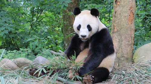 Panda,  Sičuano,  Kinija,  J.,  Bifengxia,  Nacionaline Vertybe,  Mielas
