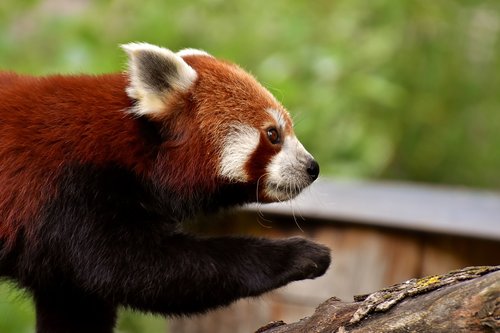 Panda,  Raudonoji Panda,  Padengia Katė,  Ailurus Fulgens,  Predator,  Žinduolis,  Himalajai,  Pietvakarius Kinija,  Zoo,  Hellabrunn,  Tierpark Hellabrunn