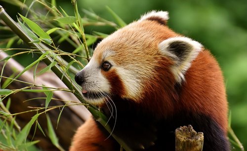 Panda,  Raudonoji Panda,  Padengia Katė,  Ailurus Fulgens,  Predator,  Žinduolis,  Zoo,  Hellabrunn,  Tierpark Hellabrunn